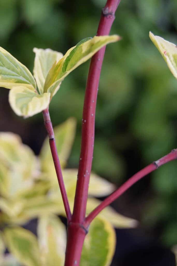 Cornus alba 'Gouchaultii' 40-60 cm